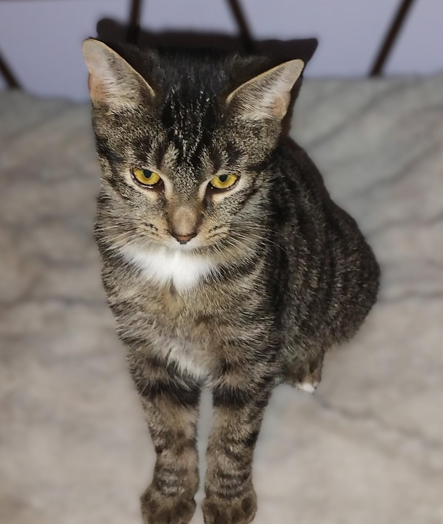 Enlarge Geena, a Adopted Tabby in Hamilton, ON image 2/3