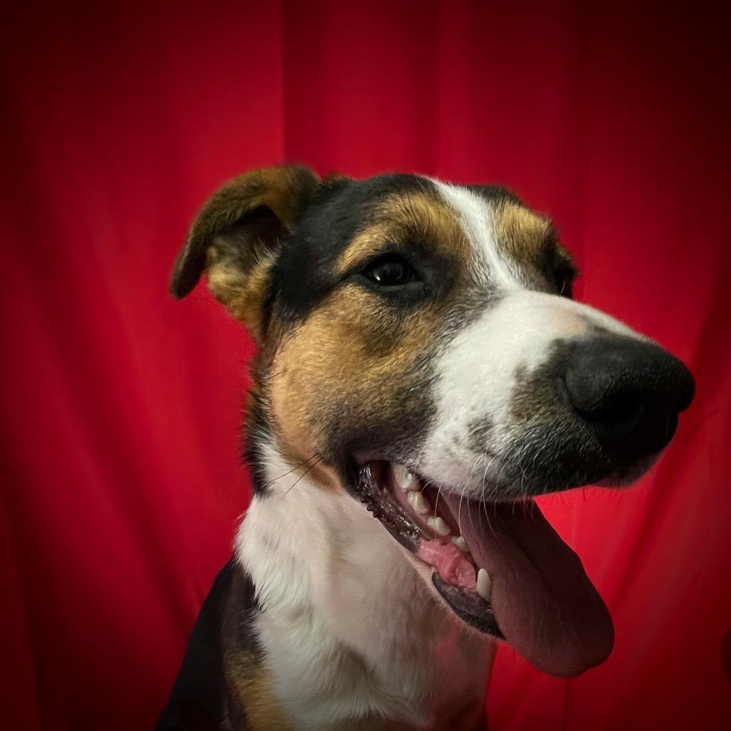 Enlarge Jericho, a Adoptable mixed breed in Pittsfield, IL image 1/2