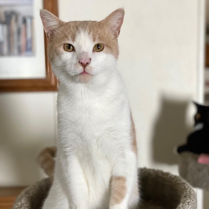 Simon, Adoptable, Adult Male Domestic Short Hair.
