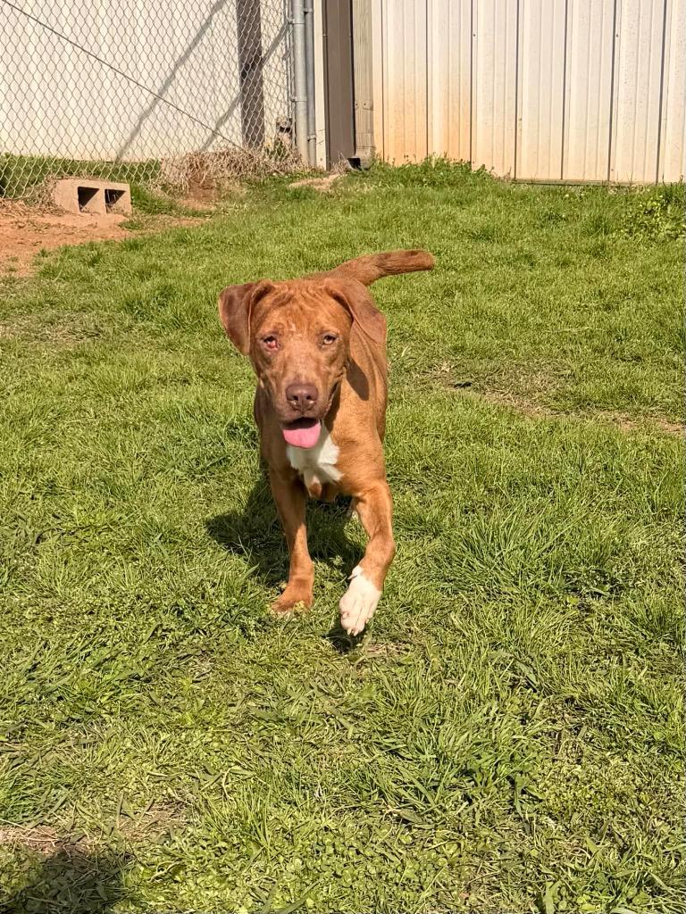 Enlarge Marlene, a Adoptable Mixed Breed in Bossier City, LA image 1/6