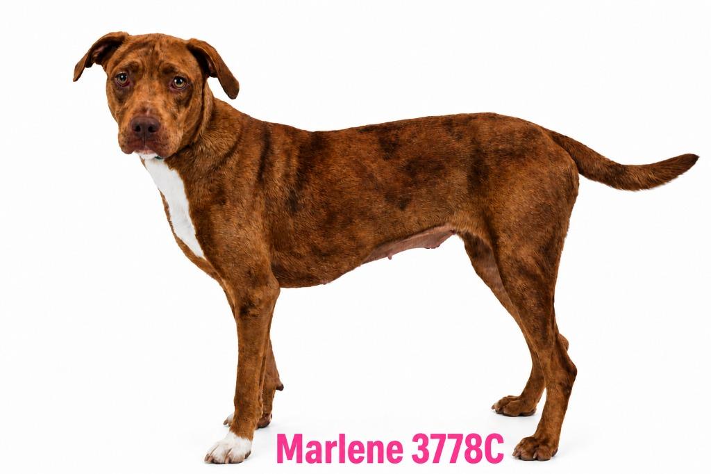 Enlarge Marlene, a Adoptable Mixed Breed in Bossier City, LA image 2/6