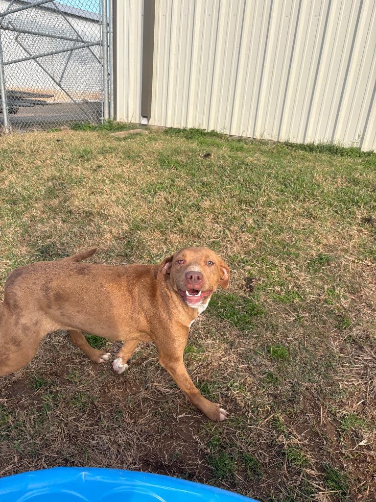 Enlarge Marlene, a Adoptable Mixed Breed in Bossier City, LA image 2/6