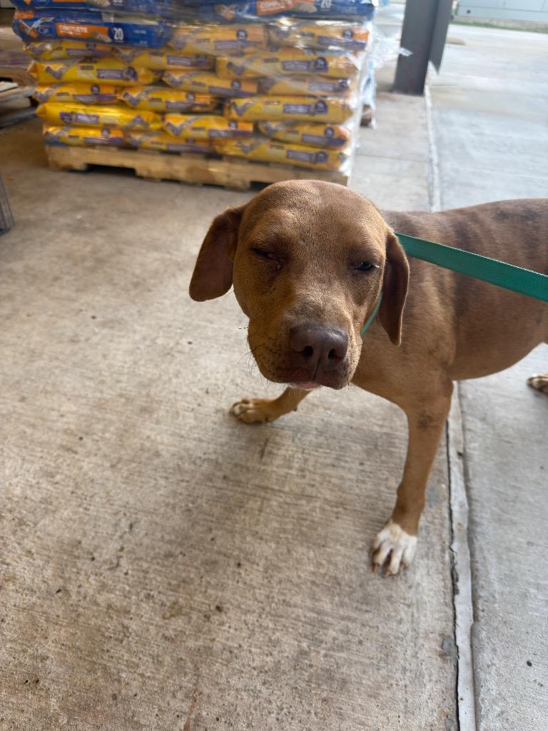 Enlarge Marlene, a Adoptable Mixed Breed in Bossier City, LA image 3/6