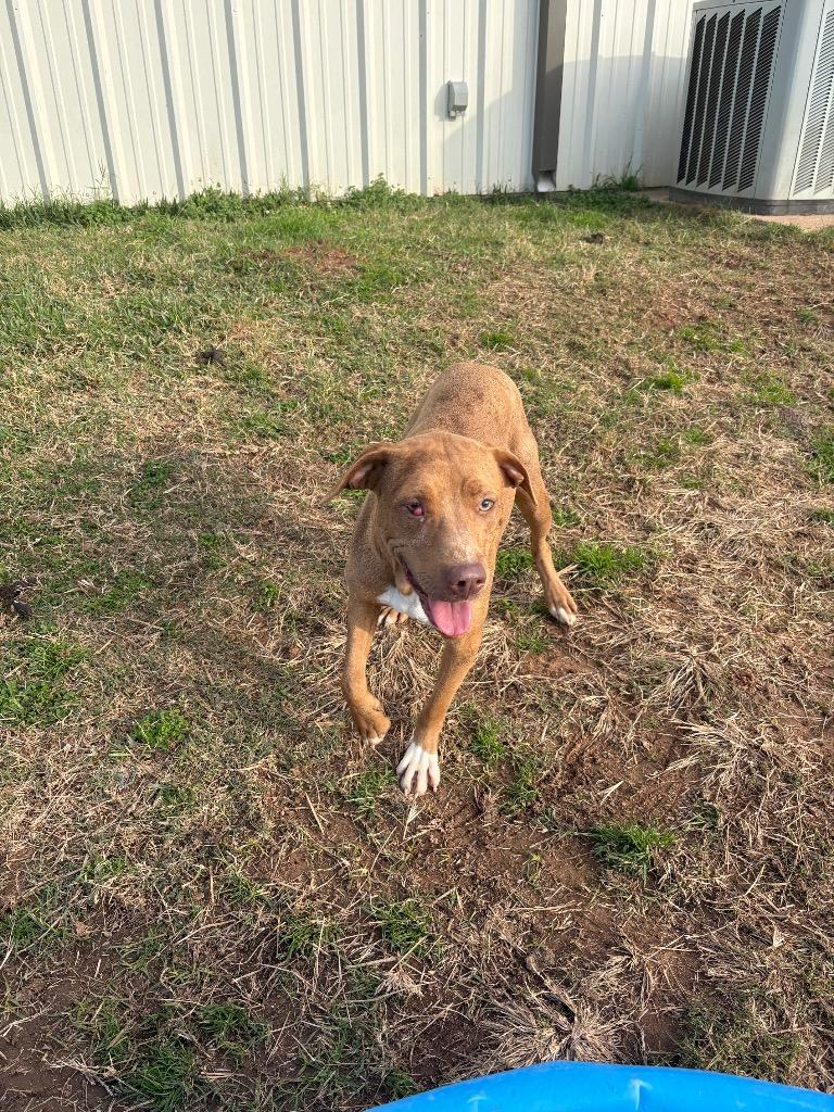 Enlarge Marlene, a Adoptable Mixed Breed in Bossier City, LA image 4/6