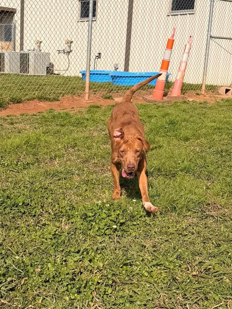 Enlarge Marlene, a Adoptable Mixed Breed in Bossier City, LA image 5/6