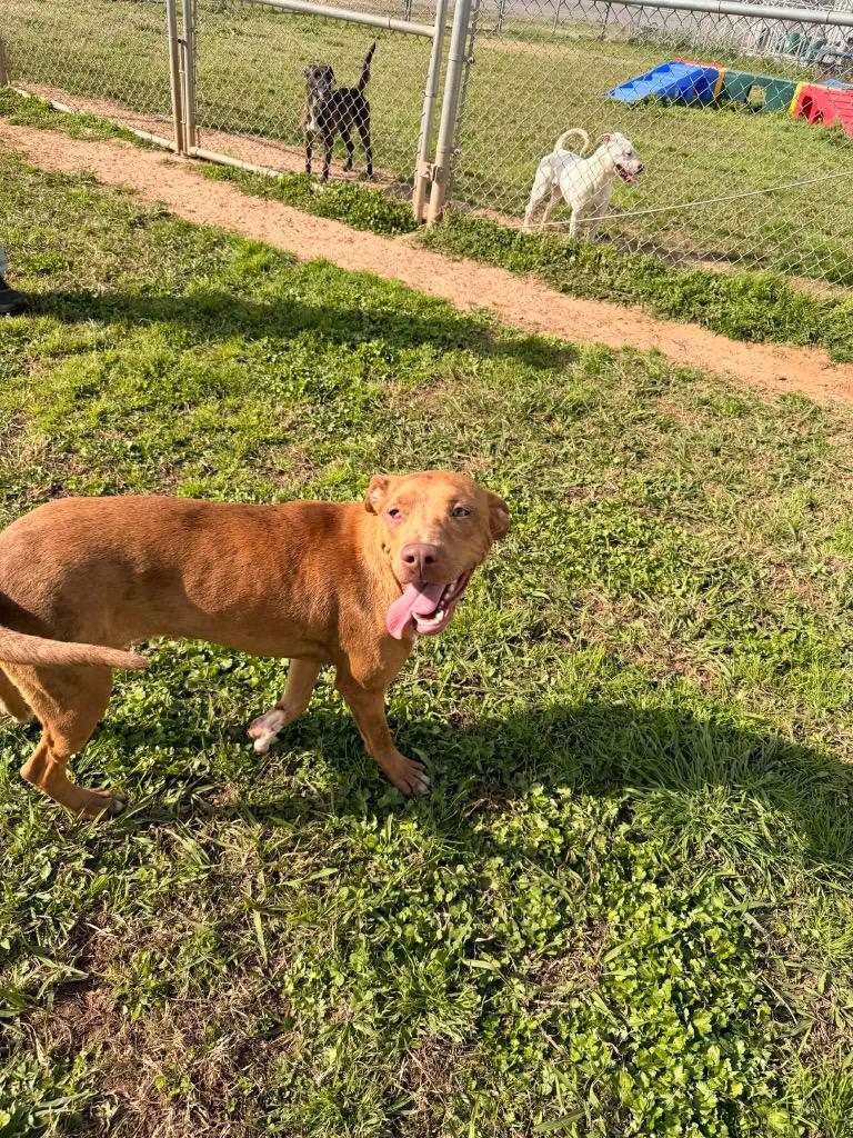 Enlarge Marlene, a Adoptable Mixed Breed in Bossier City, LA image 6/6