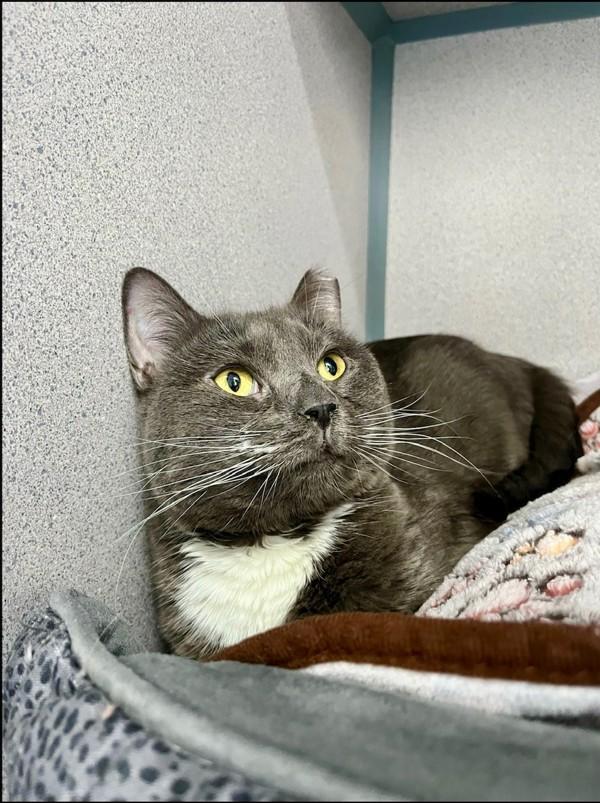 Sophie, Adoptable, Adult Female Domestic Short Hair.