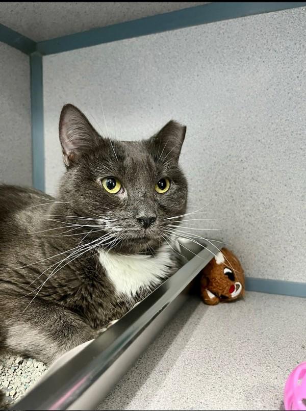 Enlarge Sophie, a Adoptable mixed breed in Skillman, NJ image 2/6