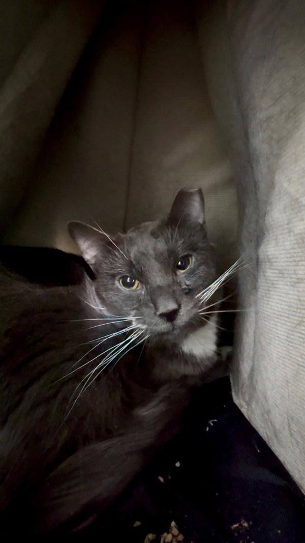 Enlarge Sophie, a Adoptable mixed breed in Skillman, NJ image 3/6