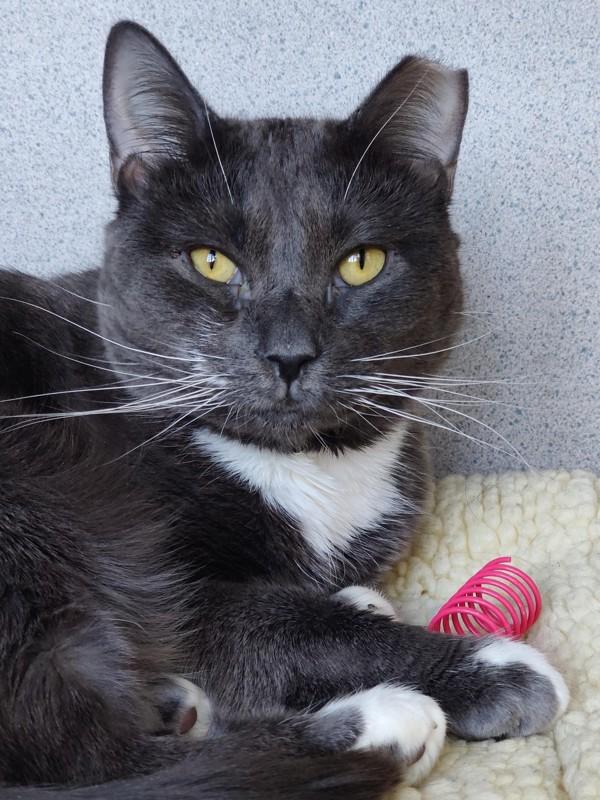 Enlarge Sophie, a Adoptable mixed breed in Skillman, NJ image 4/6