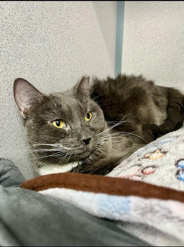 Enlarge Sophie, a Adoptable mixed breed in Skillman, NJ image 5/6