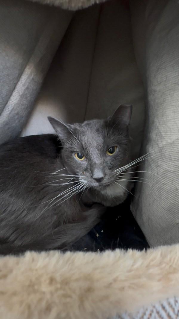 Enlarge Sophie, a Adoptable mixed breed in Skillman, NJ image 6/6