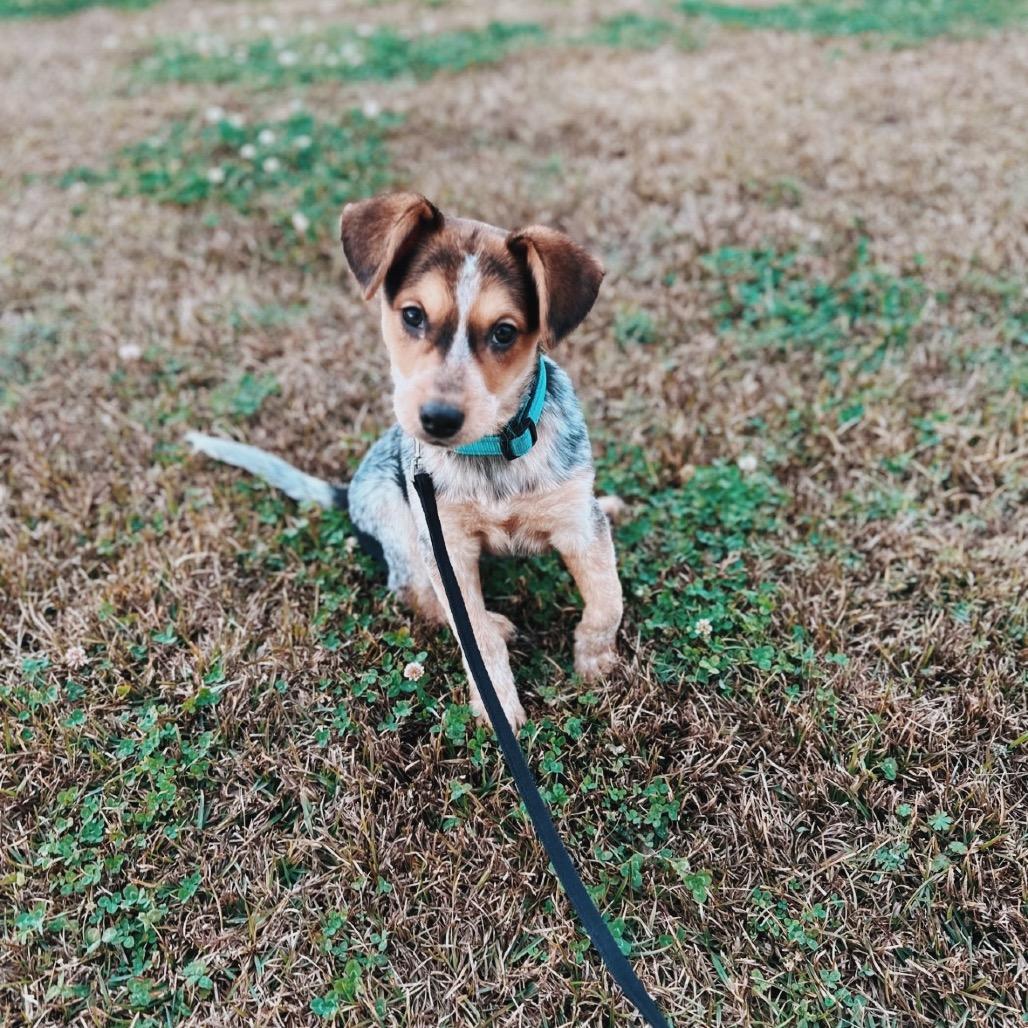 Enlarge Annie, a Adoptable Cattle Dog in Baton Rouge, LA image 1/3