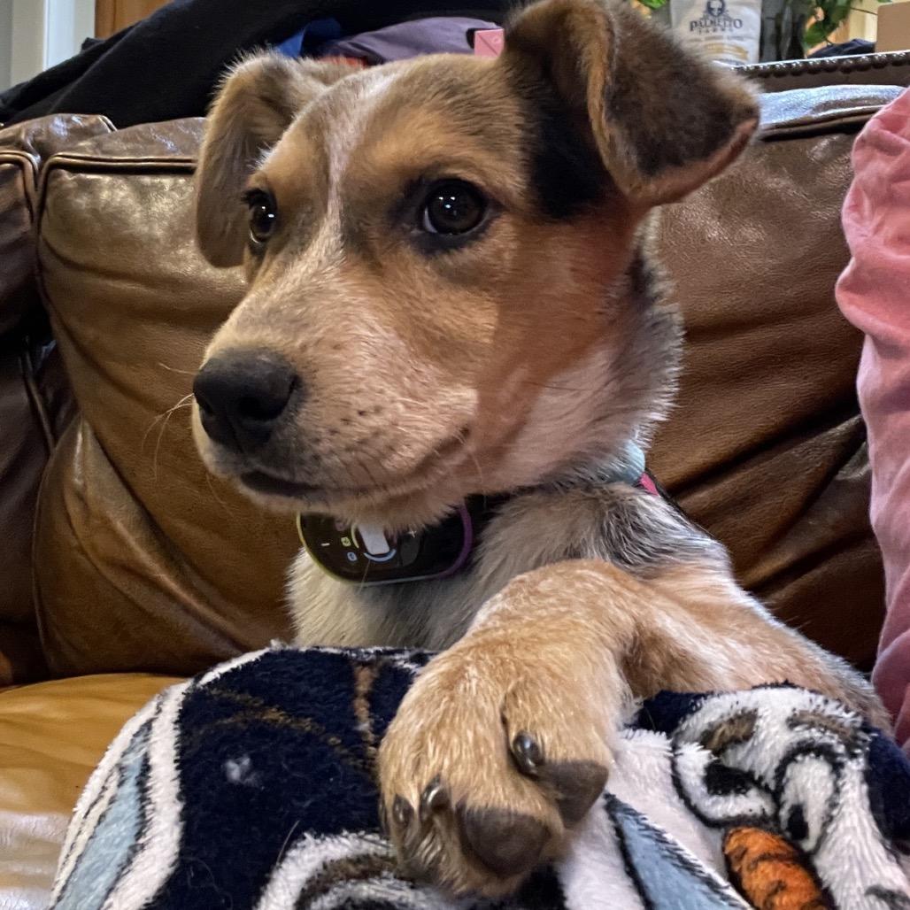 Enlarge Annie, a Adoptable Cattle Dog in Baton Rouge, LA image 2/3