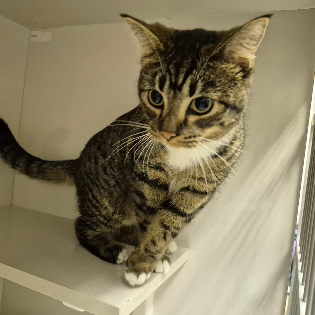 Dean, Adoptable, Young Male Domestic Short Hair.