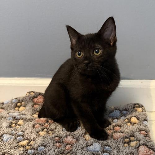 Simone, Adoptable, Kitten Female Bombay.