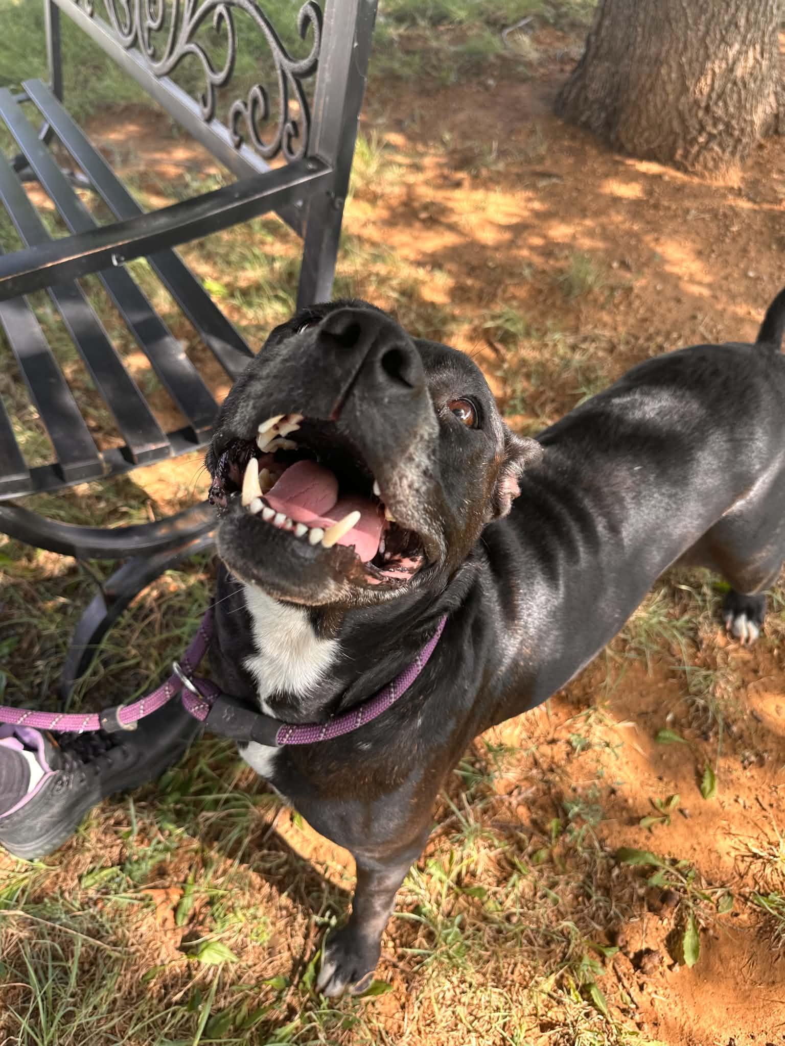 Enlarge Lotus, a Adoptable mixed breed in Graham, TX image 4/5