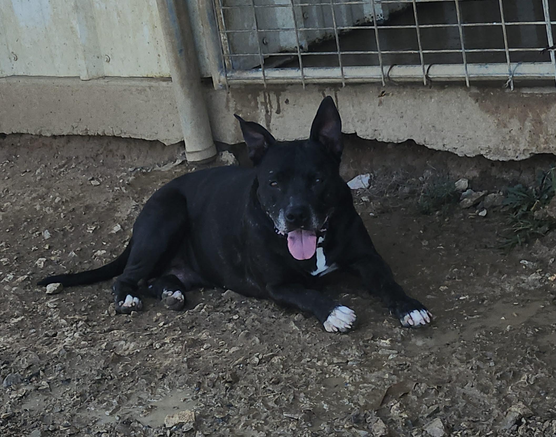 Enlarge Lotus, a Adoptable mixed breed in Graham, TX image 1/5