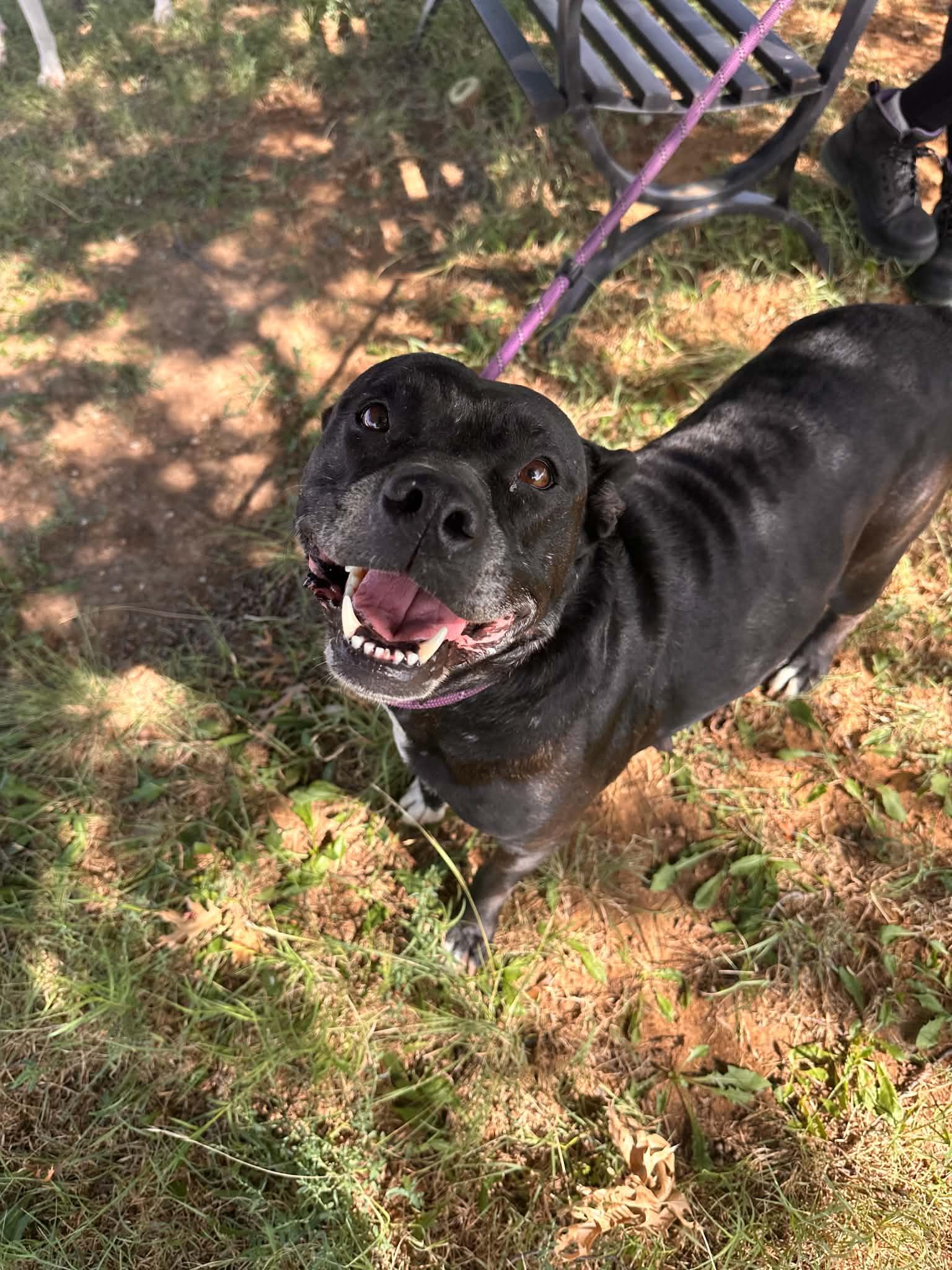Enlarge Lotus, a Adoptable mixed breed in Graham, TX image 5/5