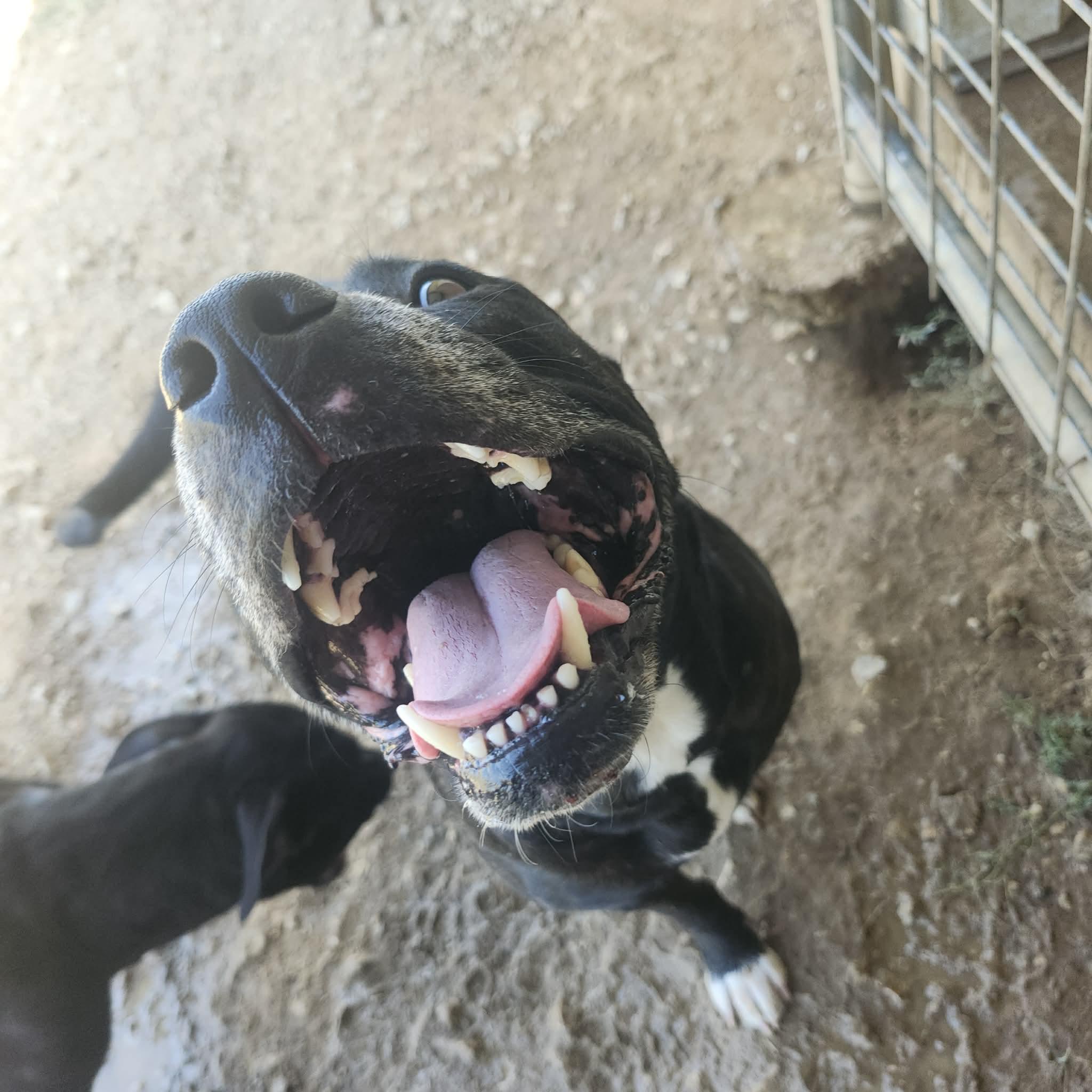 Enlarge Lotus, a Adoptable mixed breed in Graham, TX image 2/5