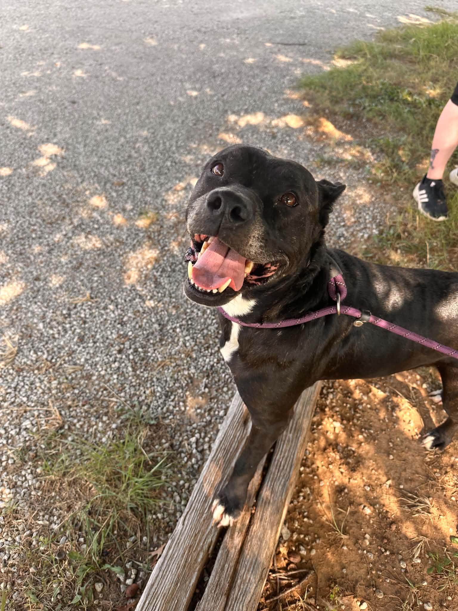 Enlarge Lotus, a Adoptable mixed breed in Graham, TX image 3/5