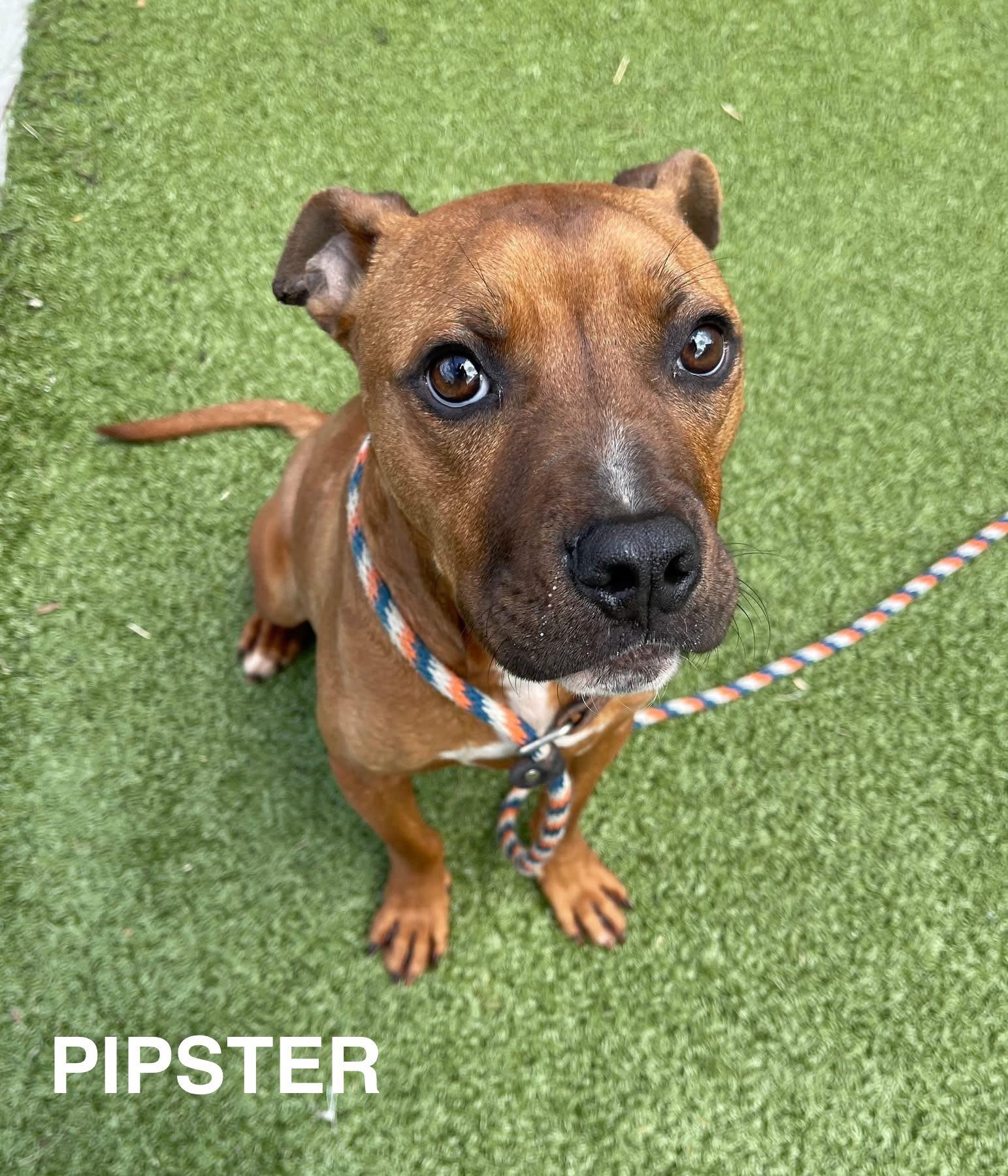 Pipster, ADOPTABLE, Adult Male Mixed Breed.