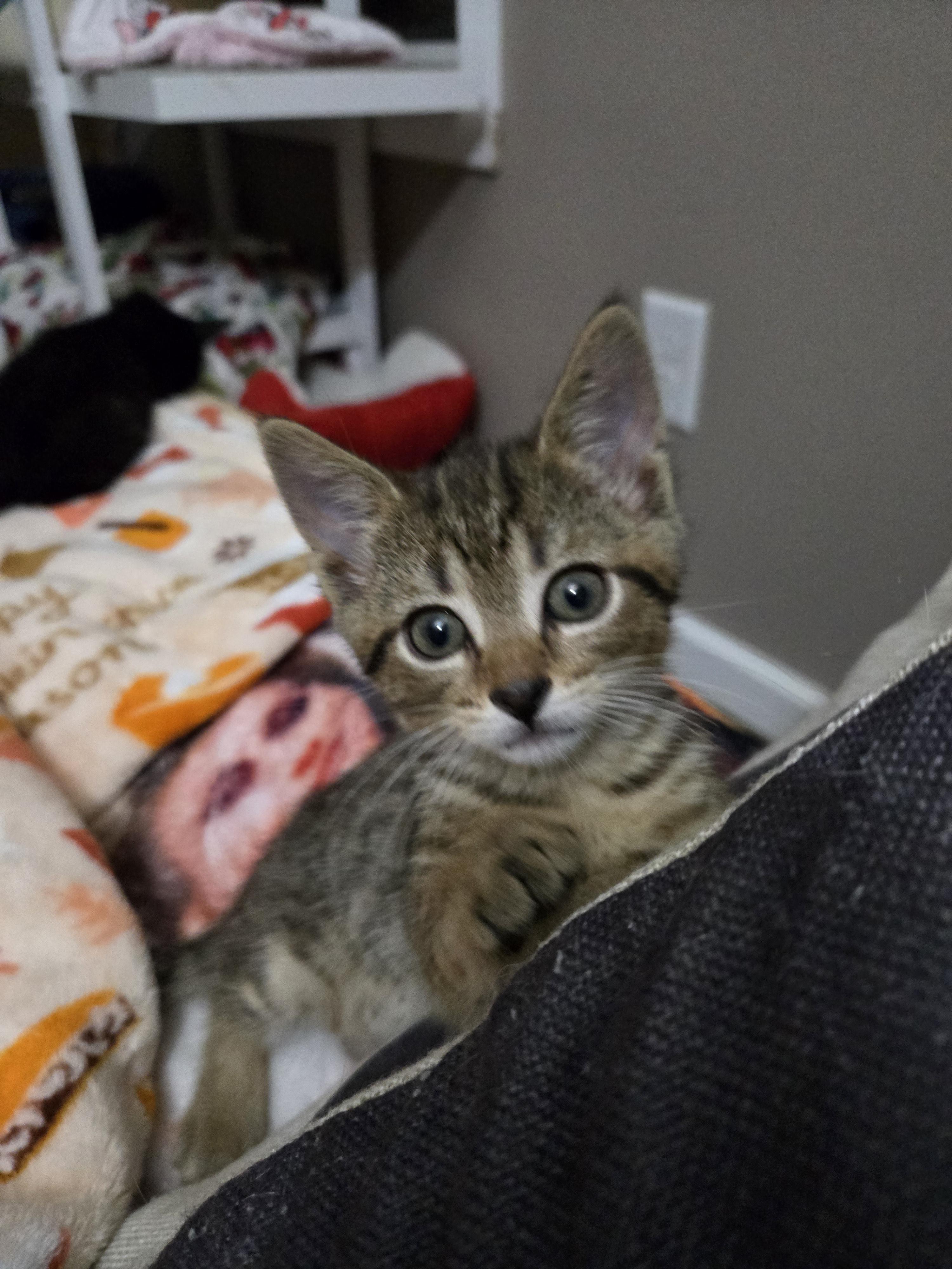 Adia, Baby Female unknown