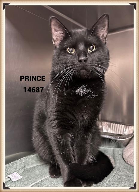 PRINCE, Adoptable, Adult Male Domestic Short Hair.