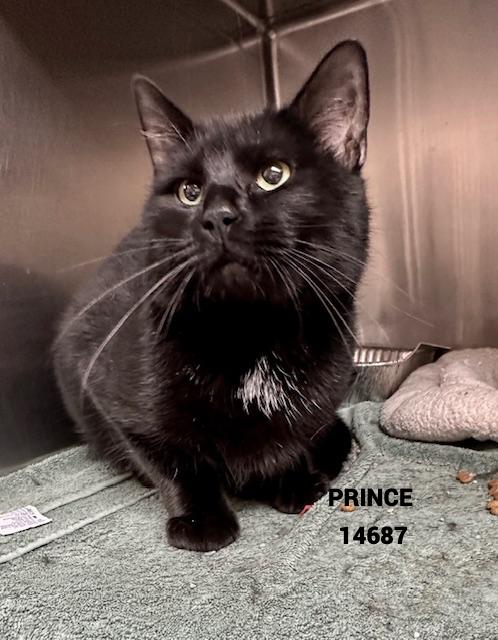 Enlarge PRINCE, a Adoptable mixed breed in Marietta, GA image 2/3