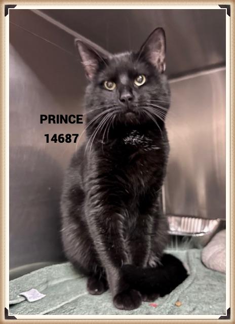 Enlarge PRINCE, a Adoptable mixed breed in Marietta, GA image 3/3