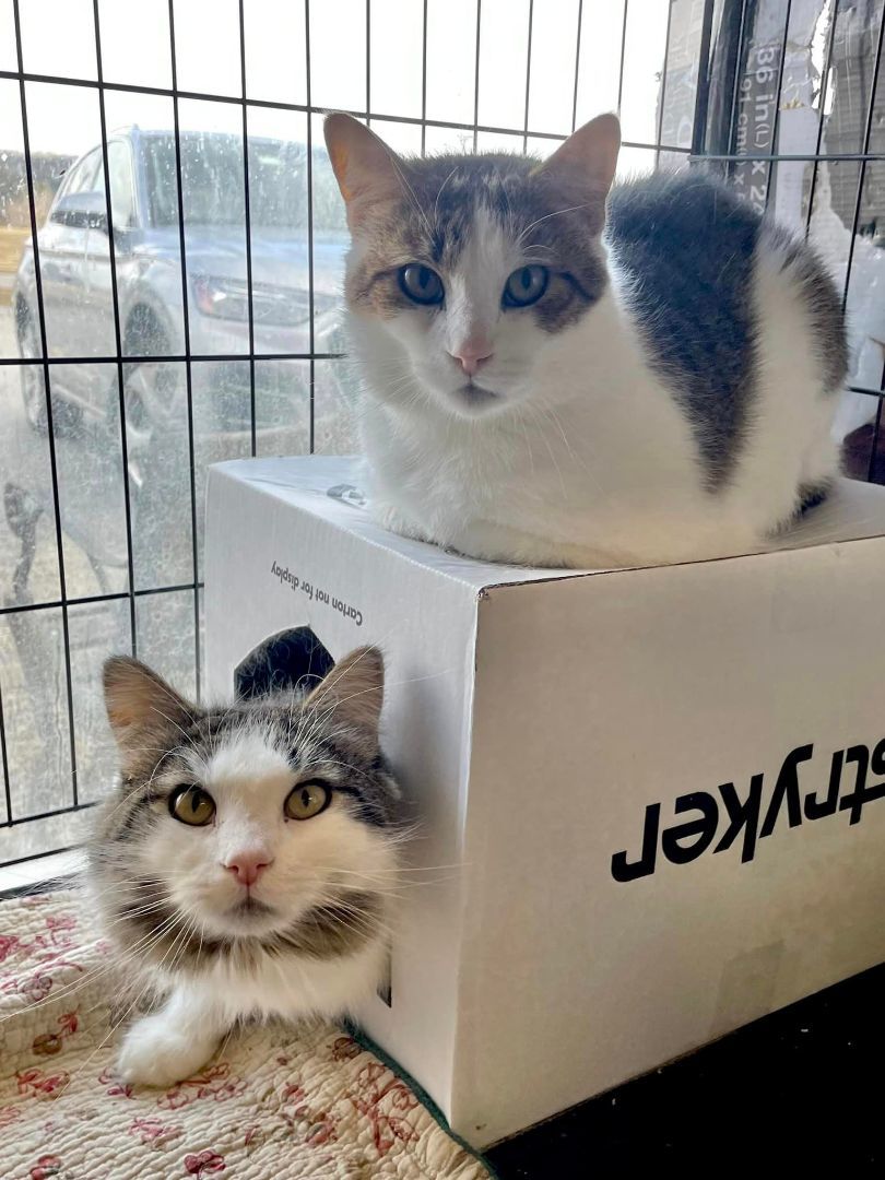 DeAngelo & Dorian- BONDED PAIR, a Adoptable Domestic Long Hair in Woodstock, CT image 1/4