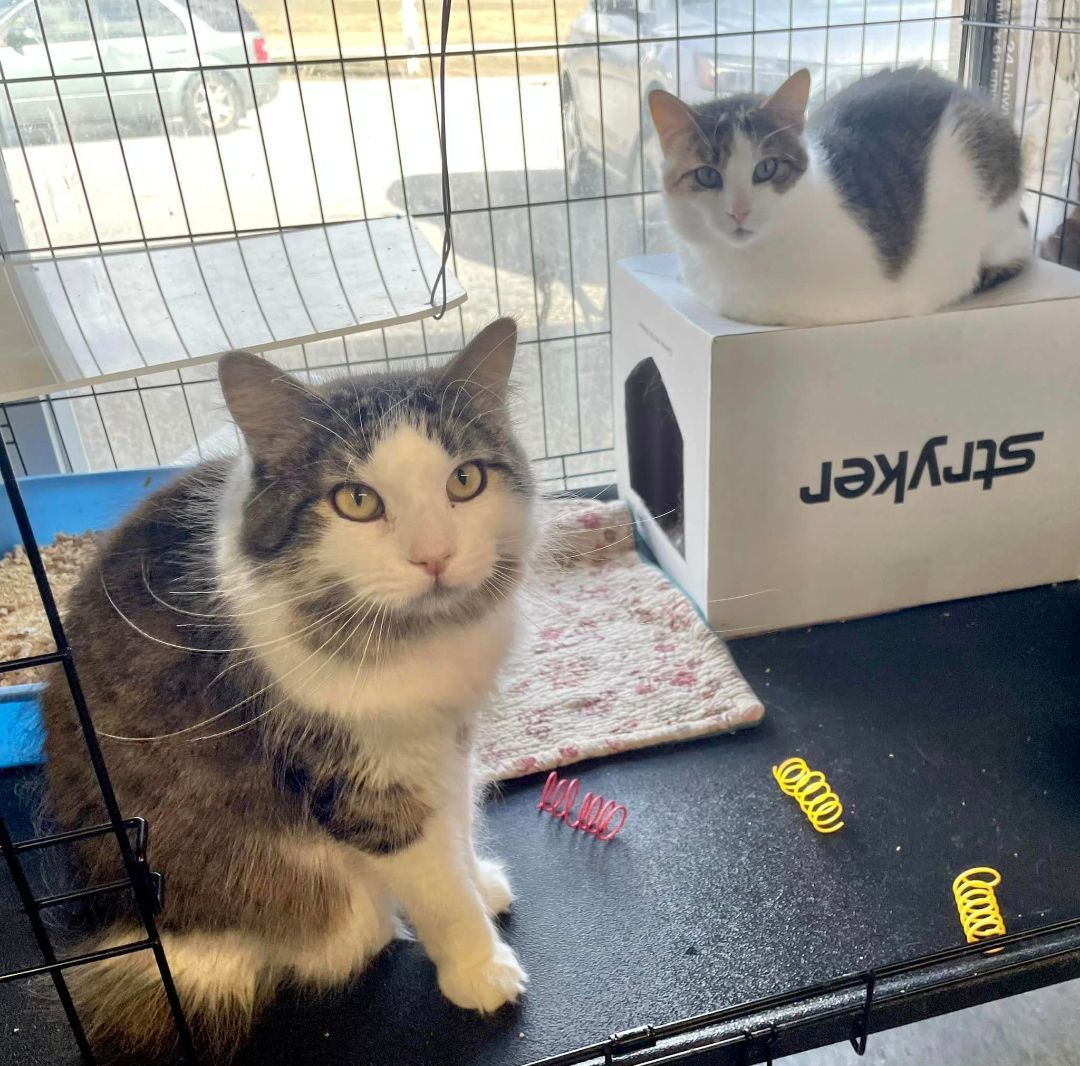 DeAngelo & Dorian- BONDED PAIR, a Adoptable Domestic Long Hair in Woodstock, CT image 2/4