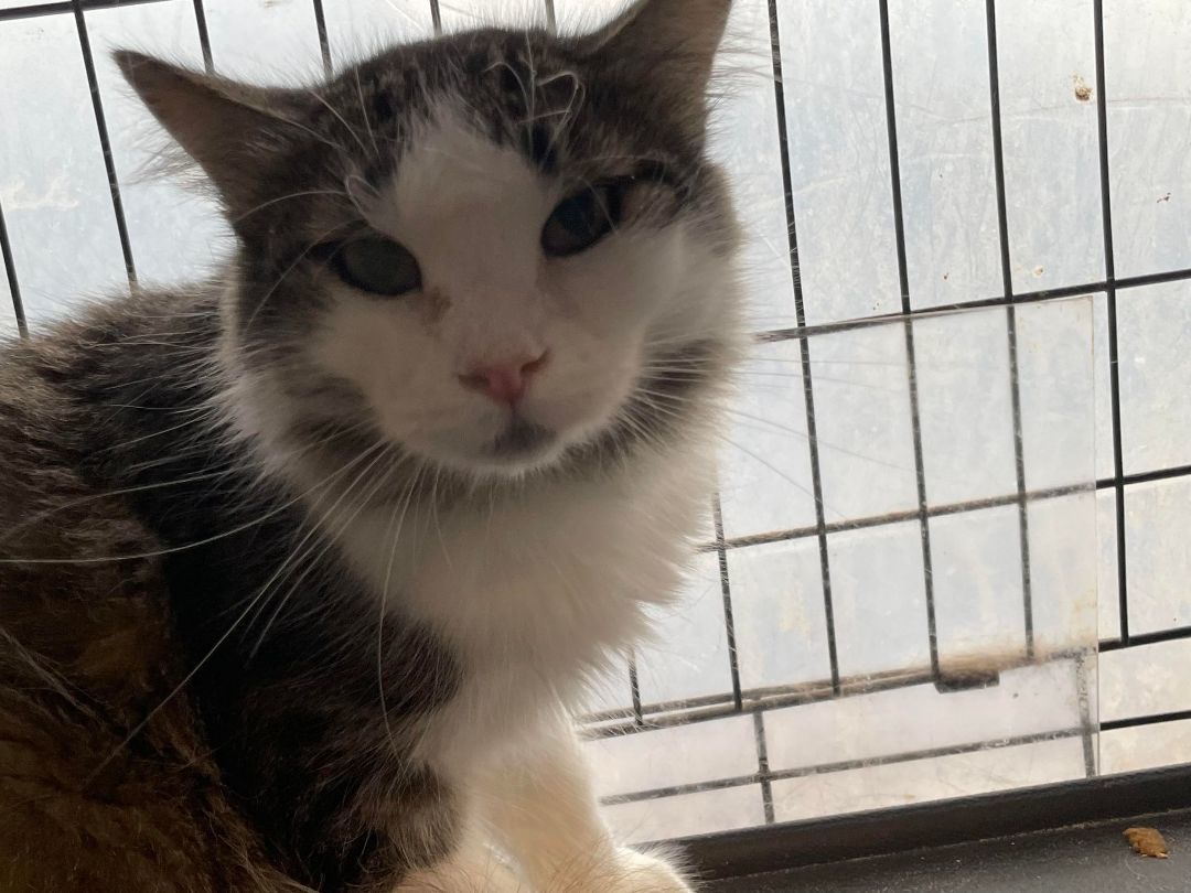 DeAngelo & Dorian- BONDED PAIR, a Adoptable Domestic Long Hair in Woodstock, CT image 3/4