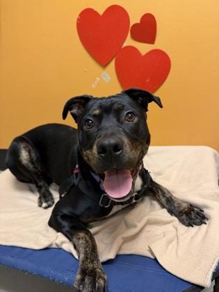 Enlarge Kratos, a ADOPTABLE Pit Bull Terrier in Bellingham, WA image 3/4