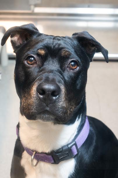Enlarge Kratos, a ADOPTABLE Pit Bull Terrier in Bellingham, WA image 2/4