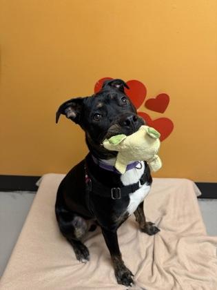 Enlarge Kratos, a ADOPTABLE Pit Bull Terrier in Bellingham, WA image 1/4