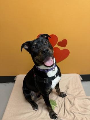 Enlarge Kratos, a ADOPTABLE Pit Bull Terrier in Bellingham, WA image 4/4