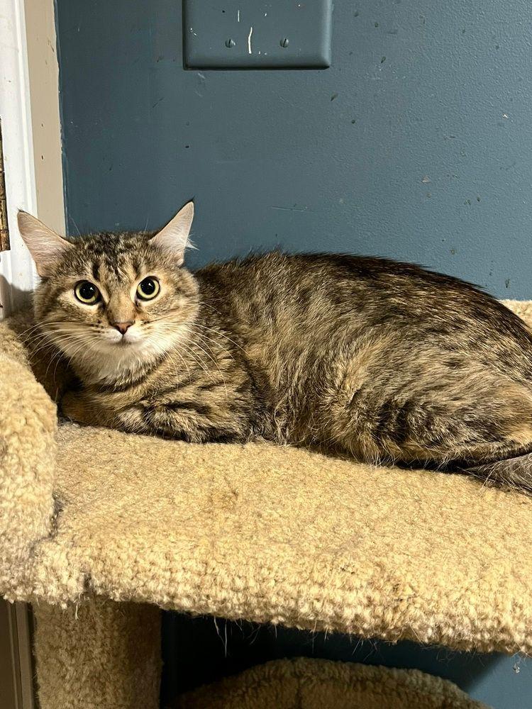 Savannah, Adoptable, Young Female Domestic Short Hair.