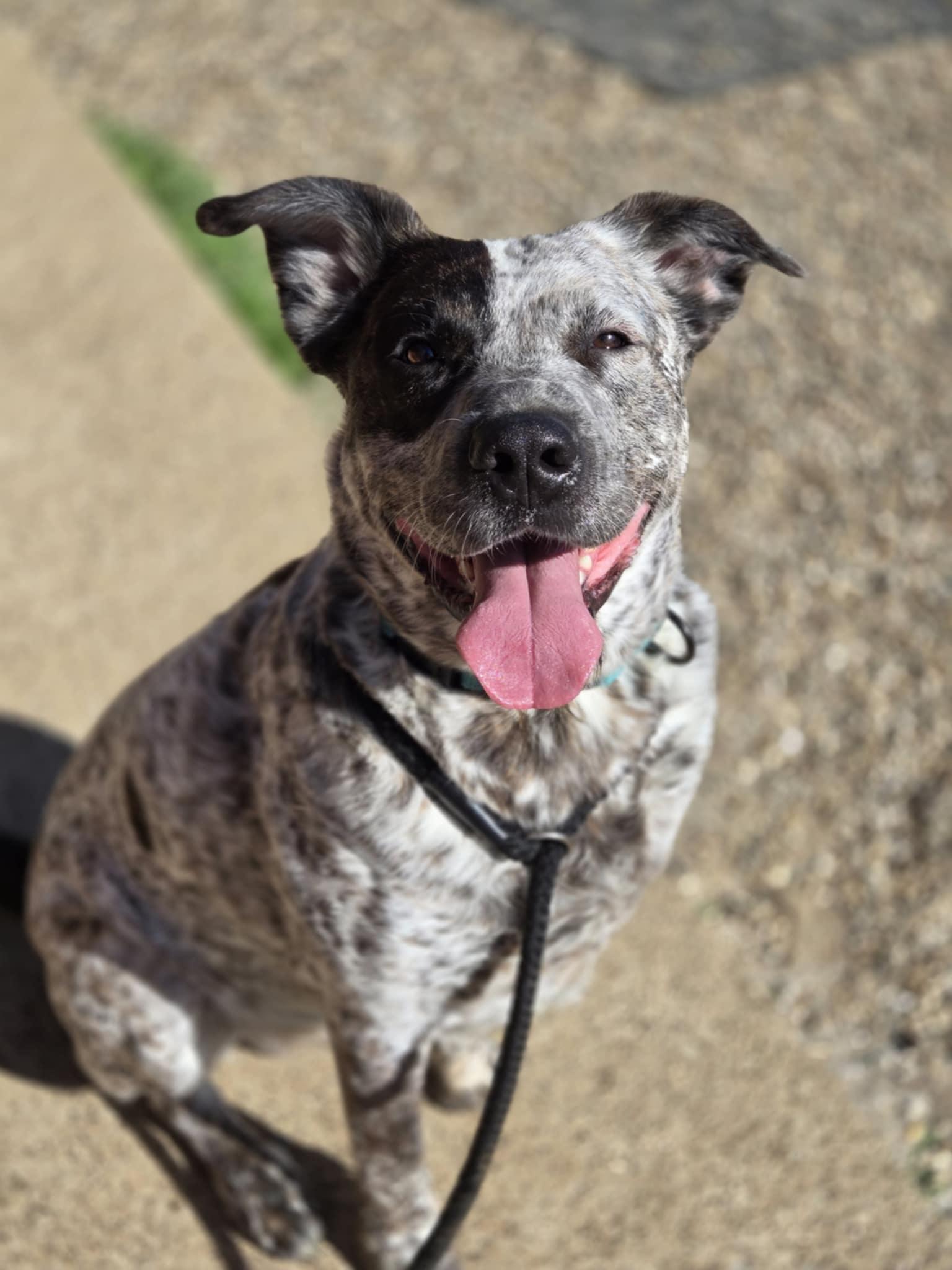 Enlarge Judge, a Adoptable mixed breed in Boston, KY image 2/2