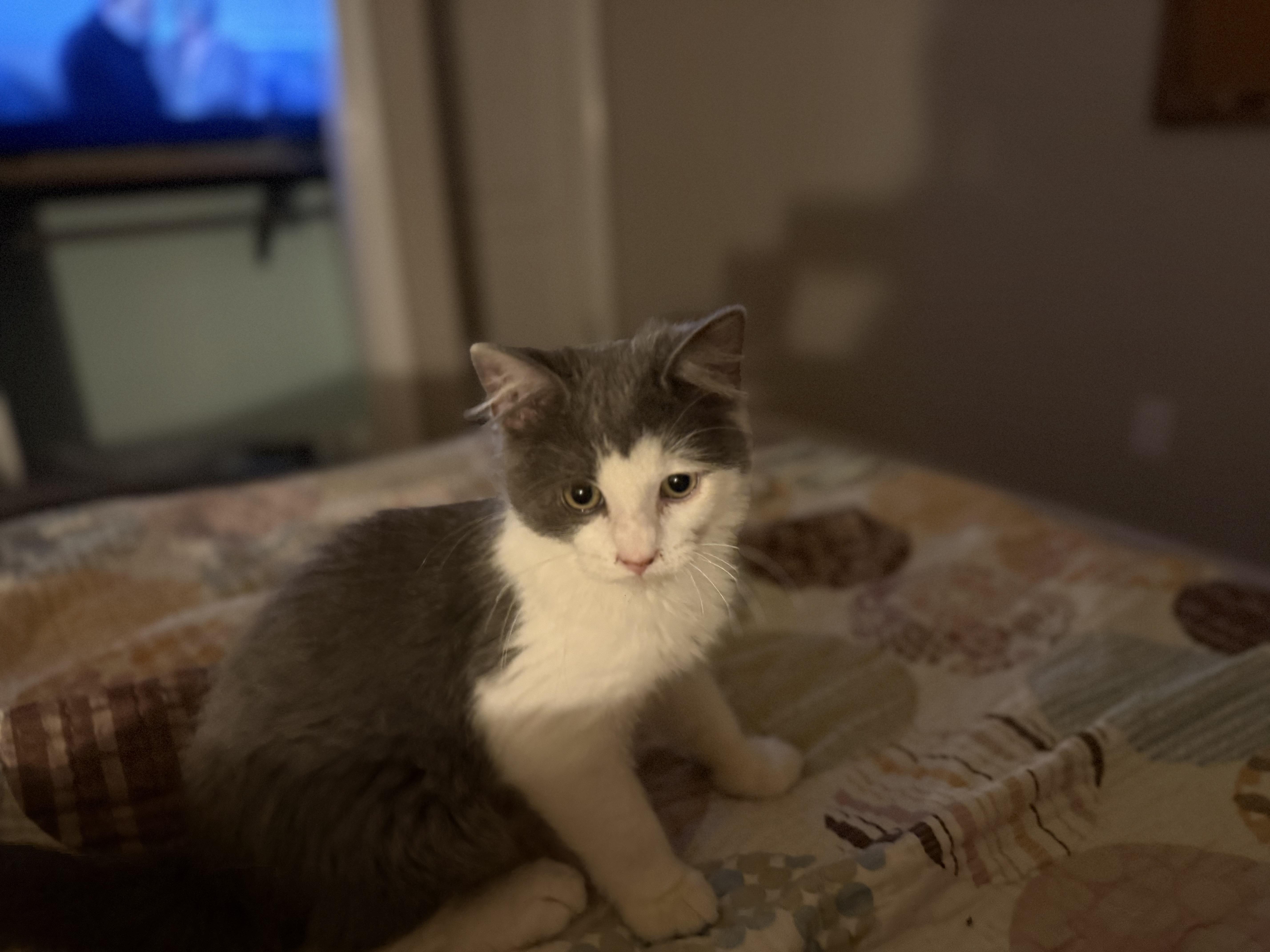 Walker, Adoptable, Young Male Domestic Medium Hair.