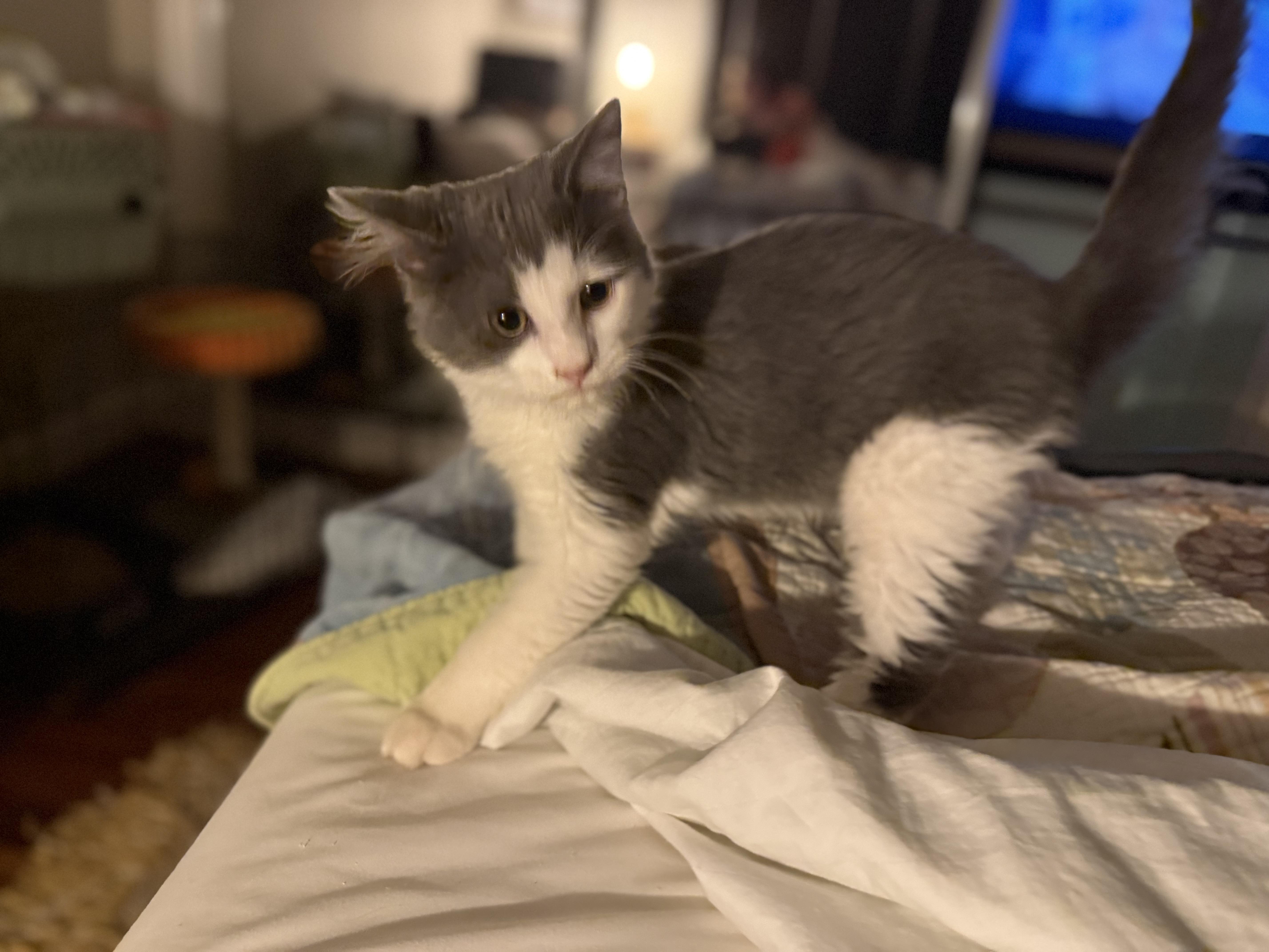 Enlarge Walker, a Adoptable mixed breed in Harvey, LA image 2/2