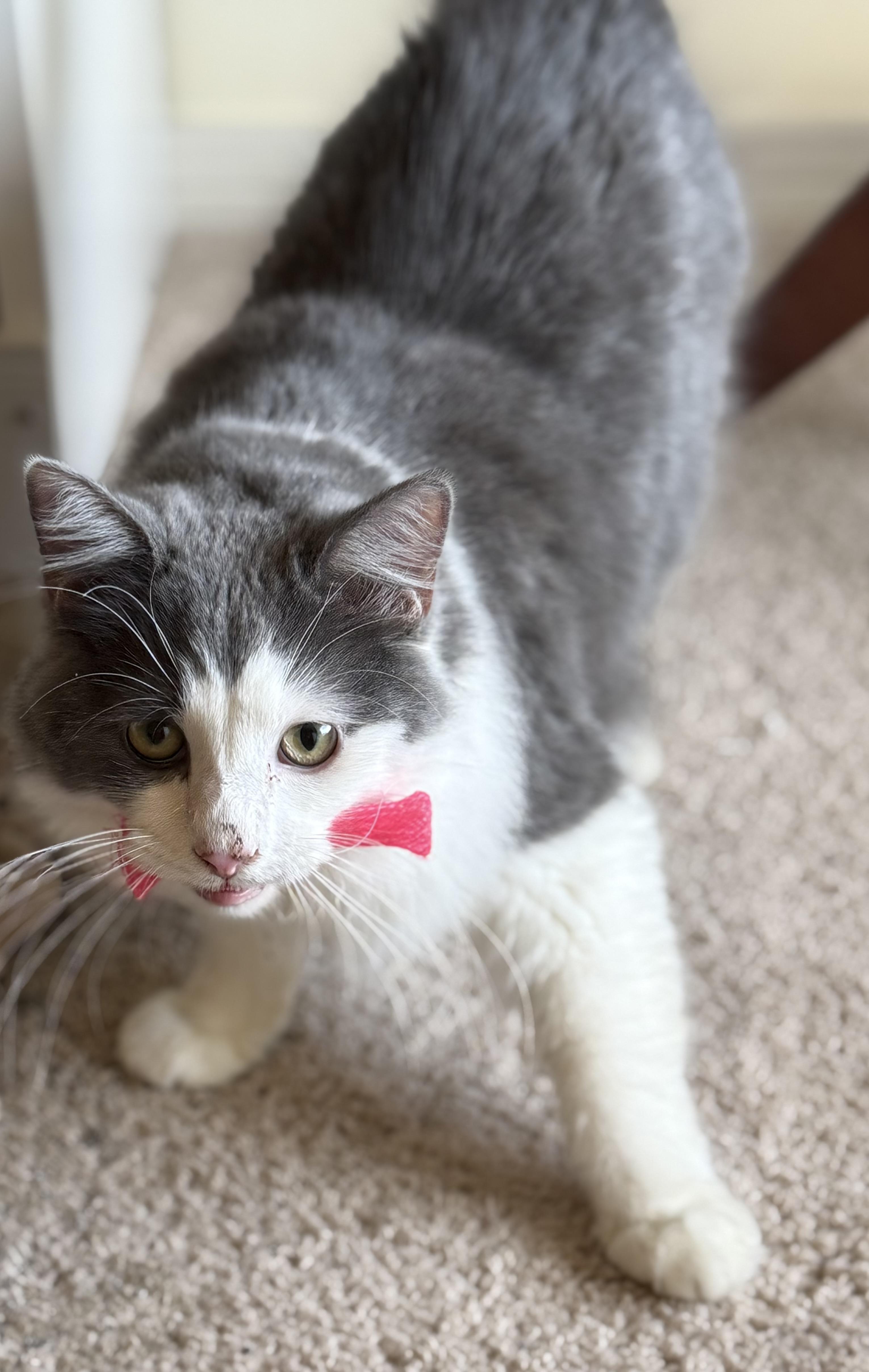 Walker, Adoptable, Young Male Domestic Medium Hair.