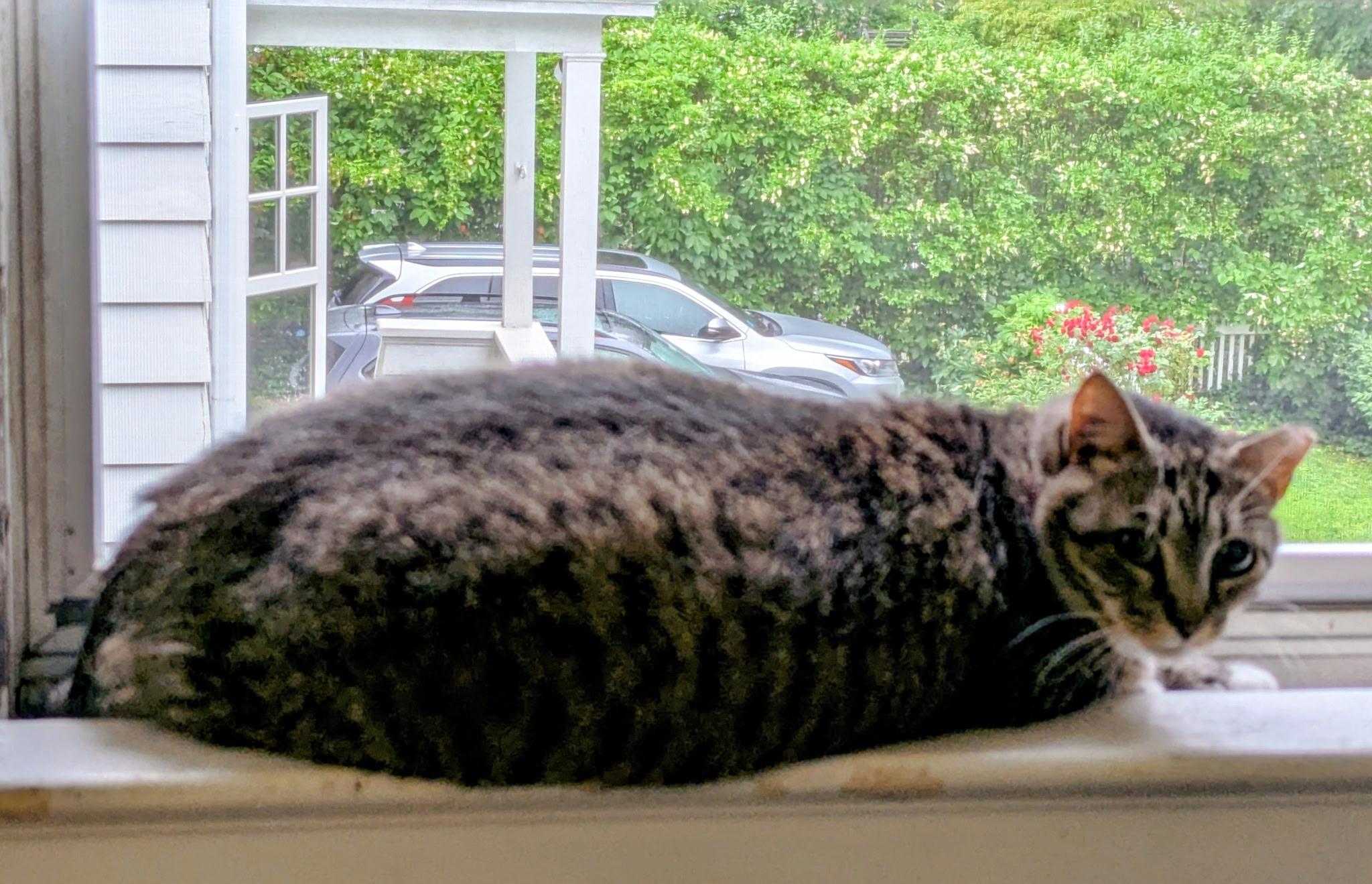 Enlarge Darling Darla, a Adoptable Domestic Short Hair in Danbury, CT image 5/6