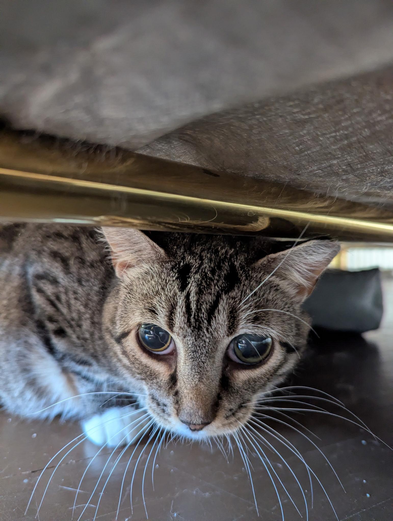 Enlarge Darling Darla, a Adoptable Domestic Short Hair in Danbury, CT image 6/6
