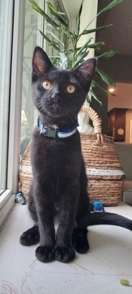 Enlarge Little Star, a Adoptable Domestic Short Hair in Arthur, ON image 1/2