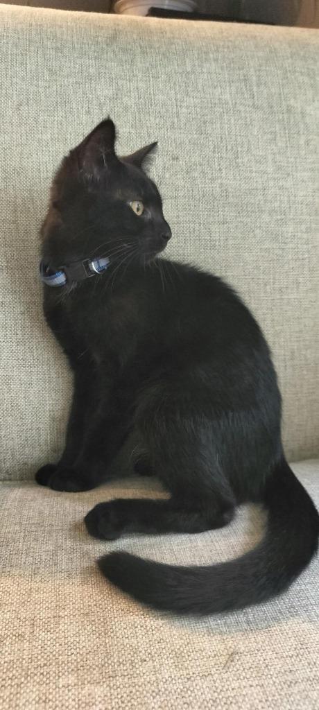 Enlarge Little Star, a Adoptable Domestic Short Hair in Arthur, ON image 2/2