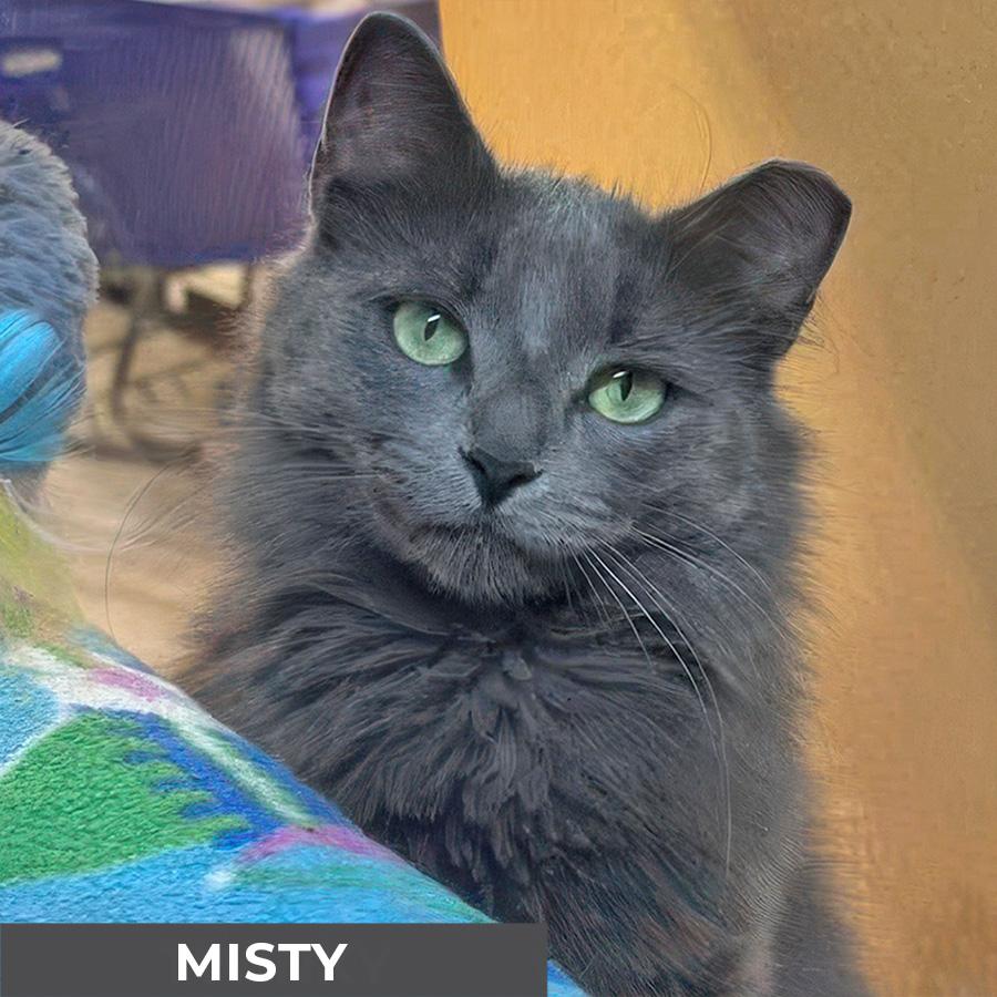 Misty