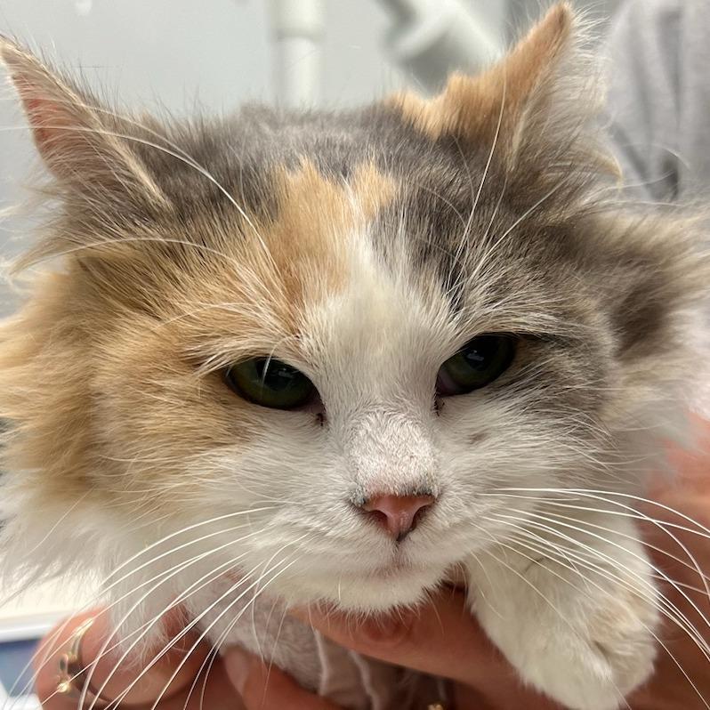 Autumn, Adoptable, Adult Female Domestic Long Hair.