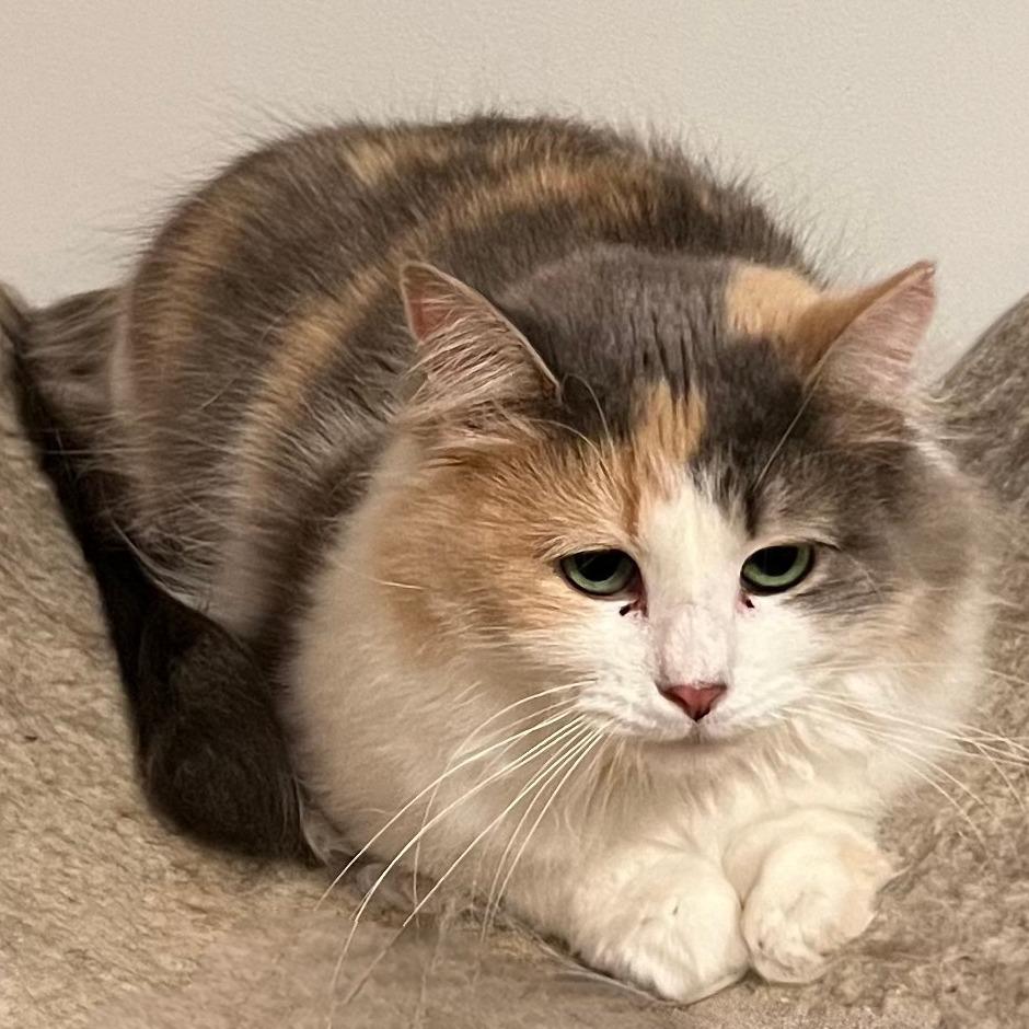 Autumn, Adoptable, Adult Female Domestic Long Hair.