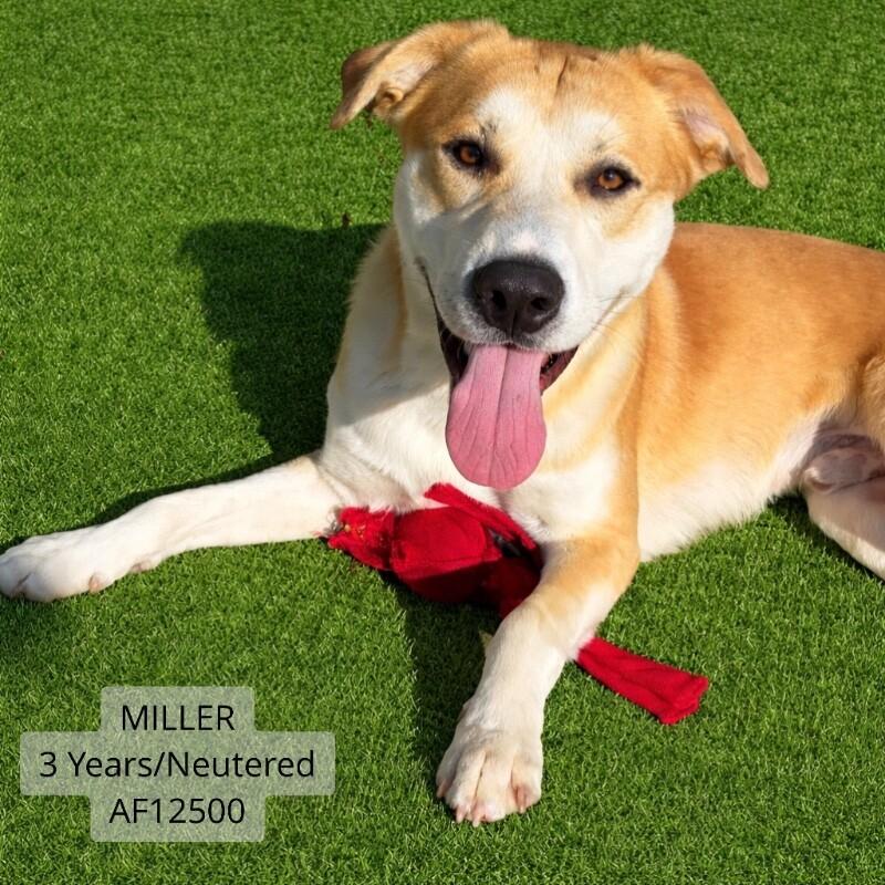 Miller, a Adoptable mixed breed in Supply, NC image 1/4